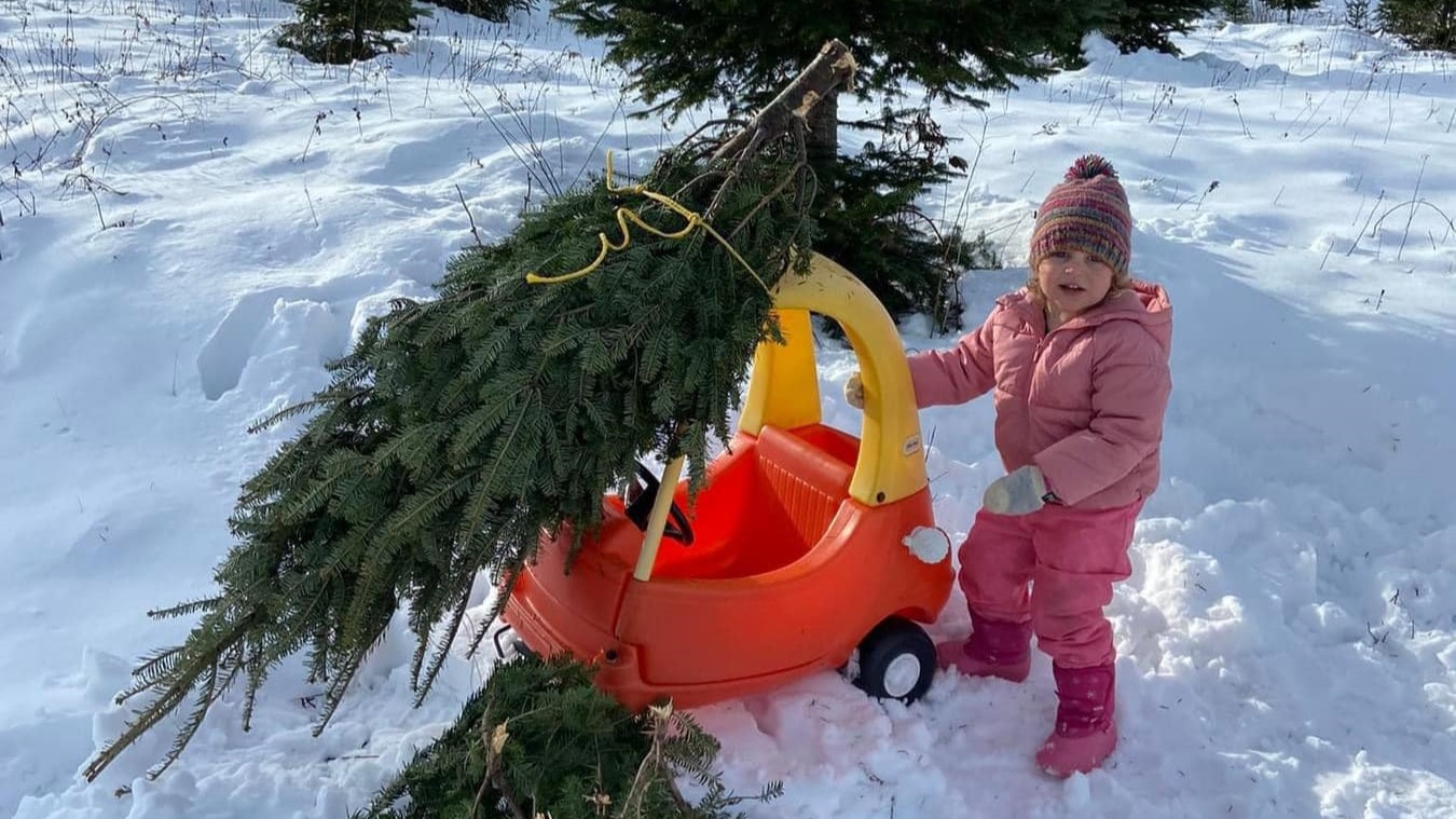 Northeastern Christmas Tree Association